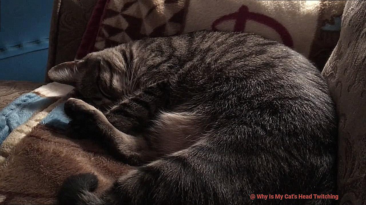 Why Is My Cat's Head Twitching-2