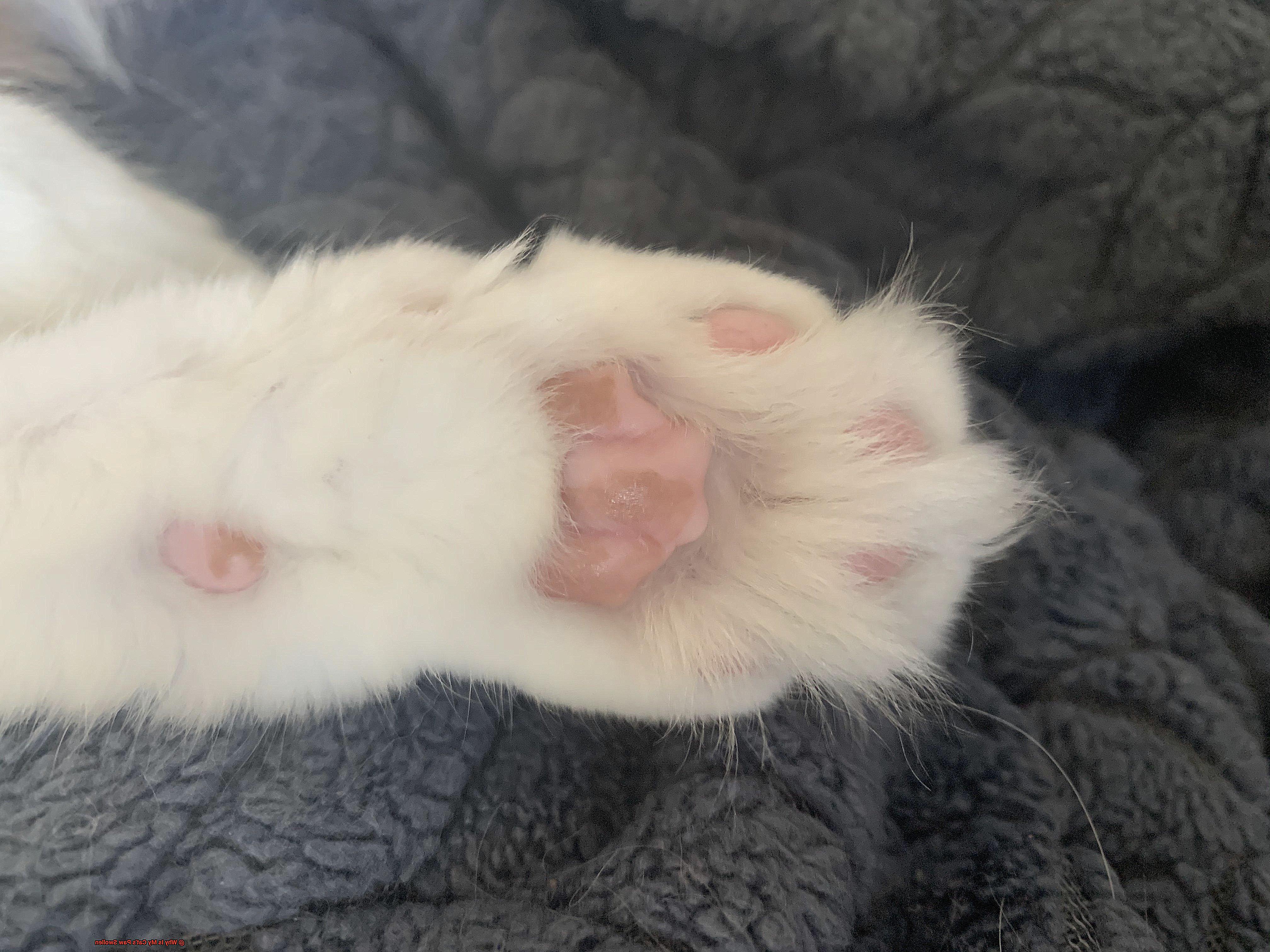 Why Is My Cat's Paw Swollen-3