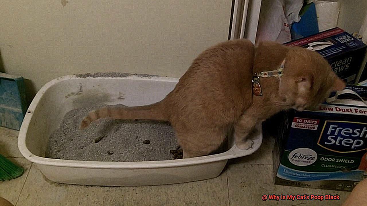 Why Is My Cat's Poop Black-4