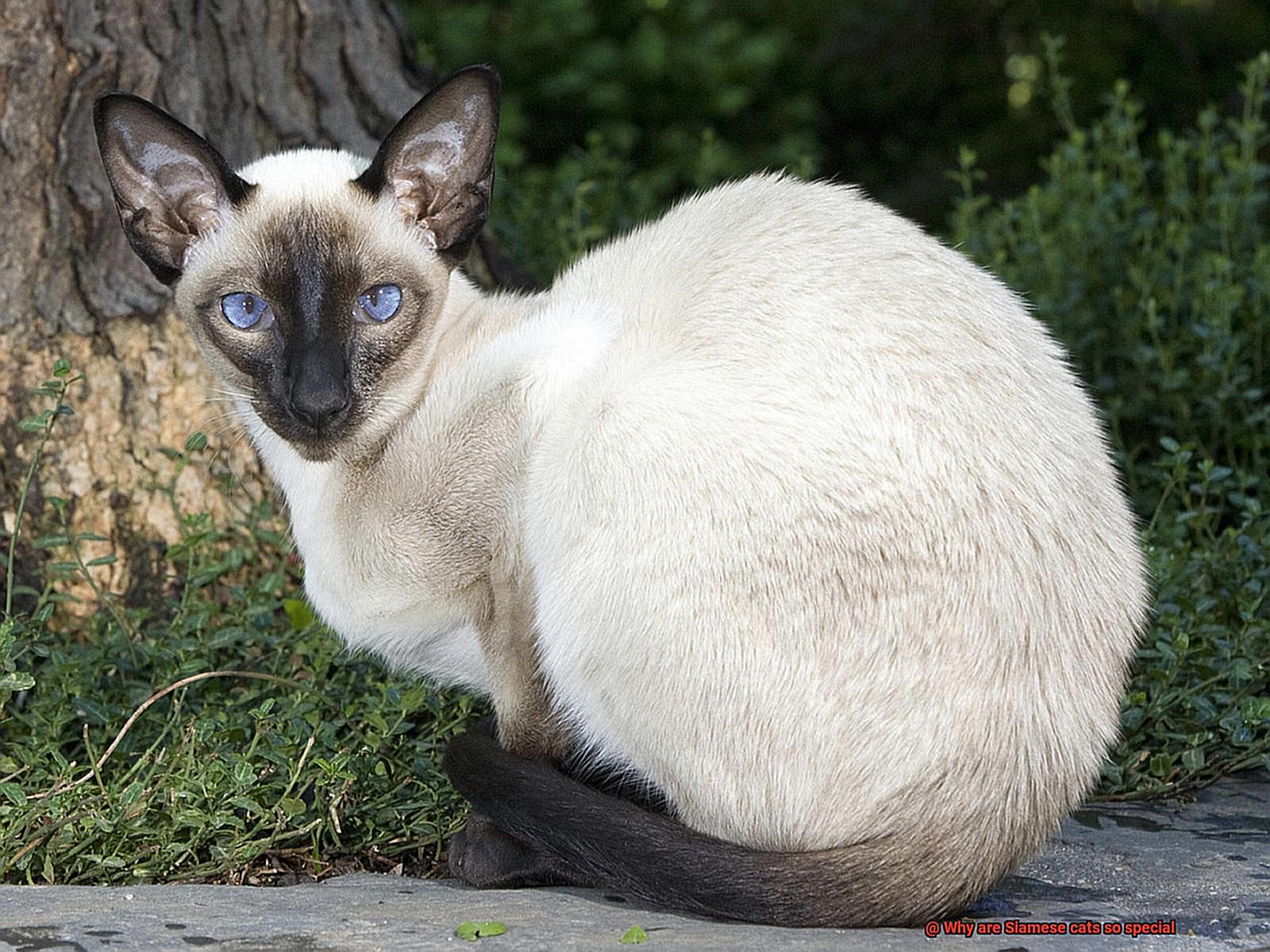 Why are Siamese cats so special?