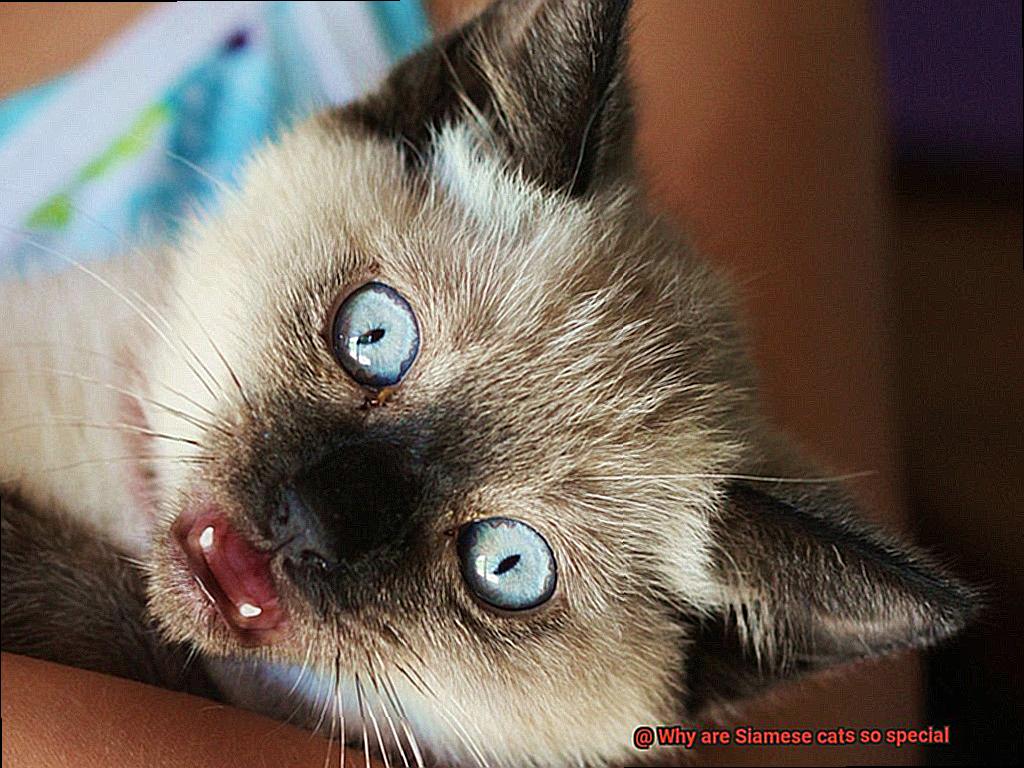 Why are Siamese cats so special?