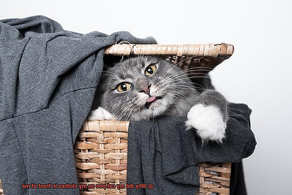 Why did my cat pee on my clothes in front of me?