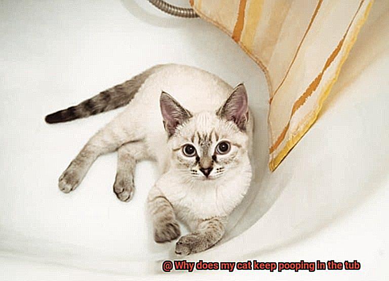Why does my Ragdoll have constant diarrhea-3
