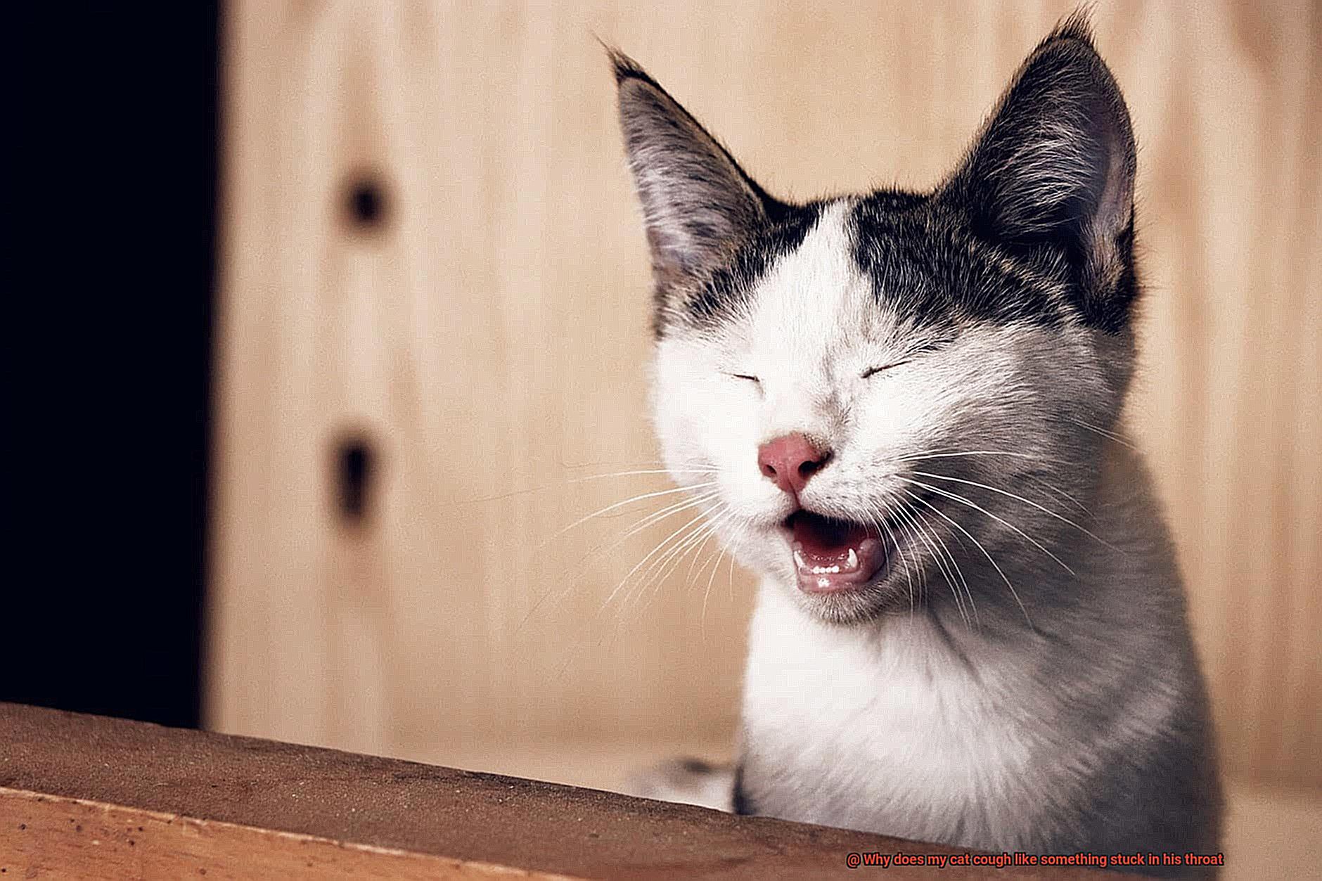 Why does my cat cough like something stuck in his throat-6