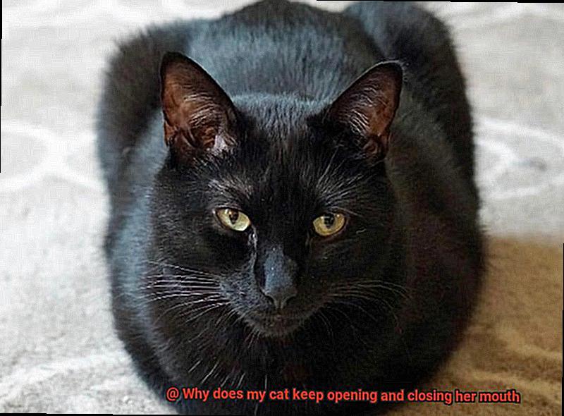Why does my cat keep opening and closing her mouth-2