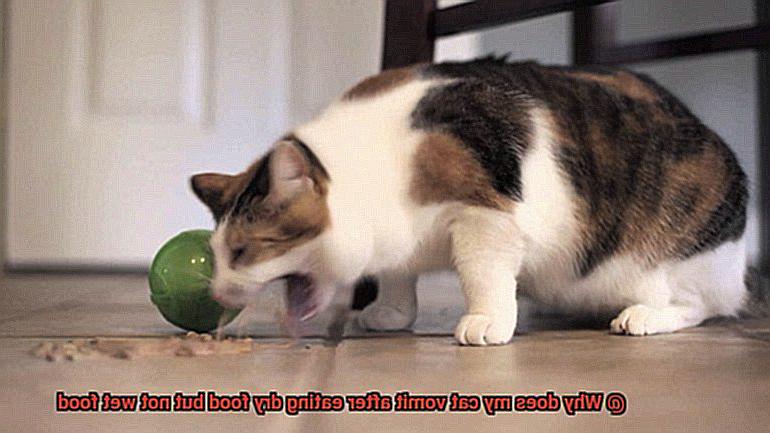 Why does my cat vomit after eating dry food but not wet food-5