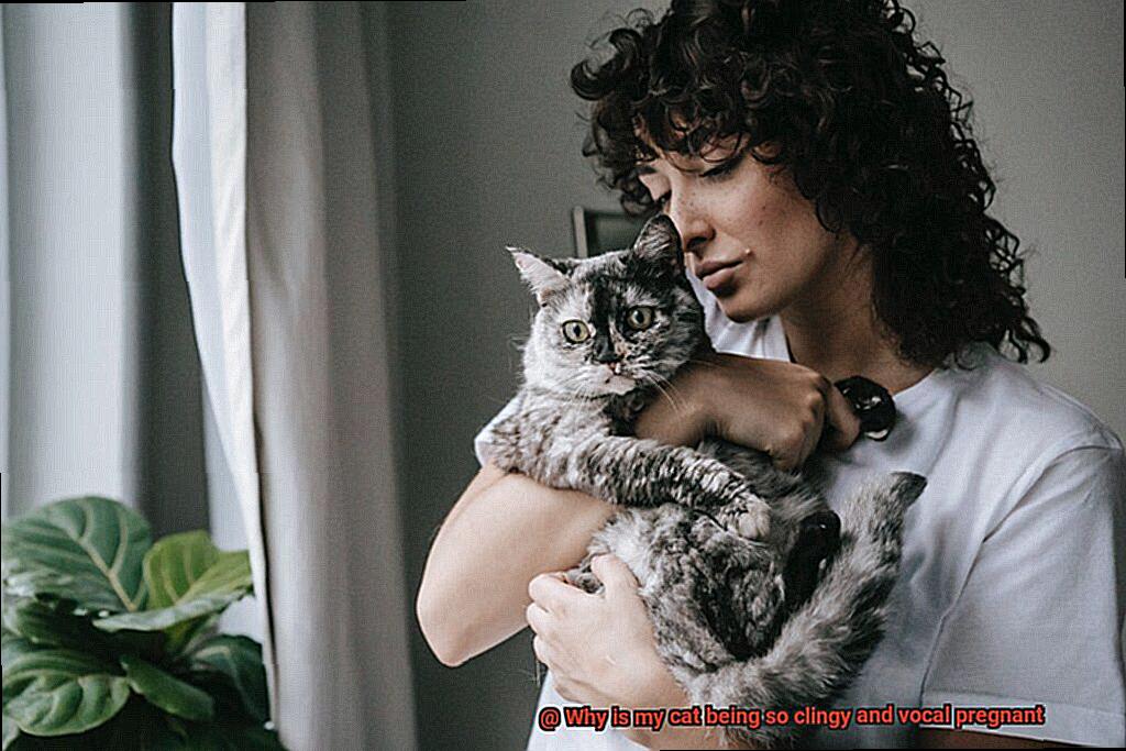 Why is my cat being so clingy and vocal pregnant-3