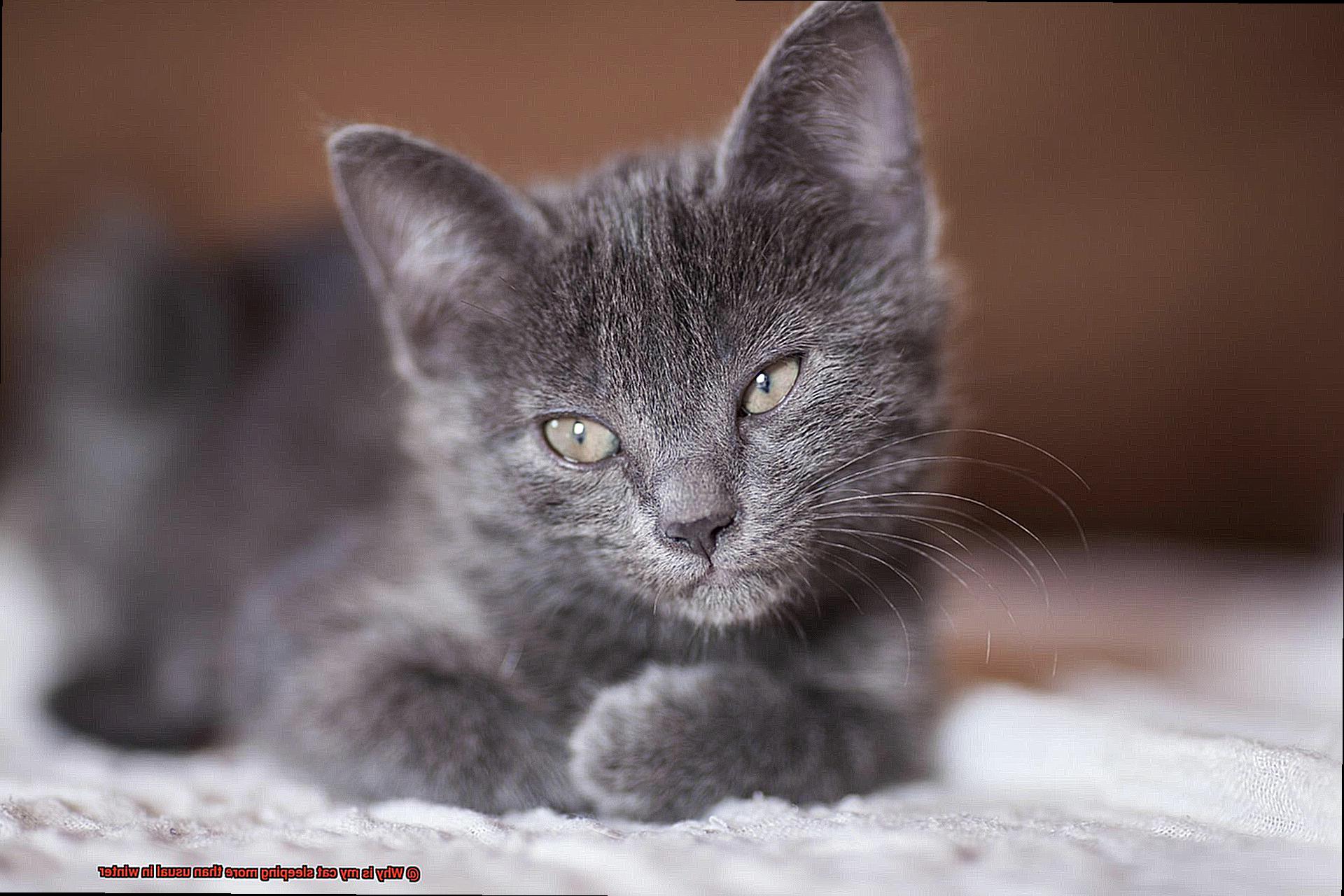 Why is my cat sleeping more than usual in winter?