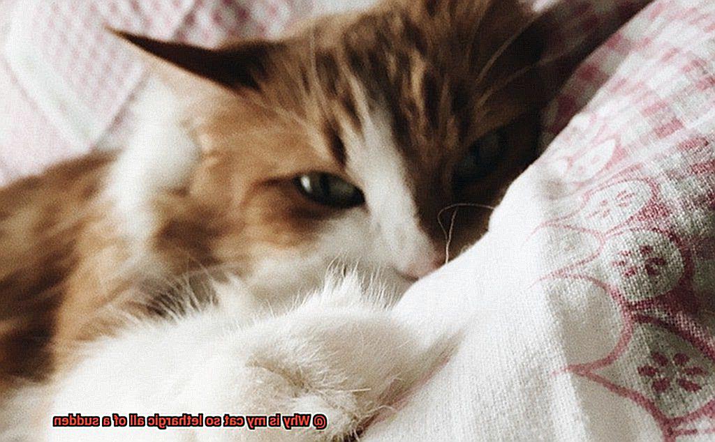 Why is my cat so lethargic all of a sudden-2