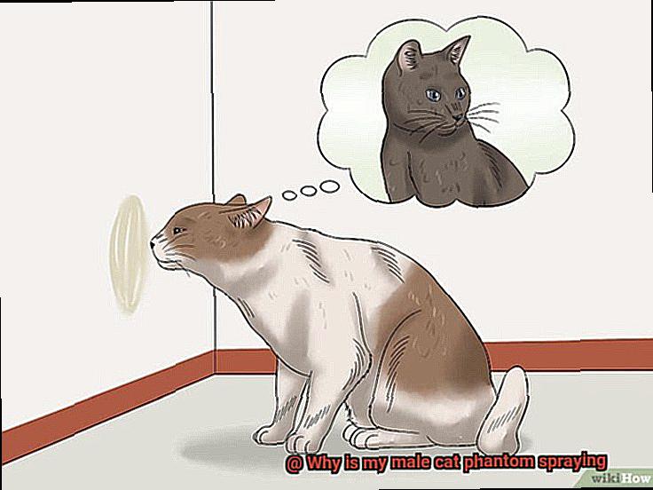 Why is my male cat phantom spraying-4