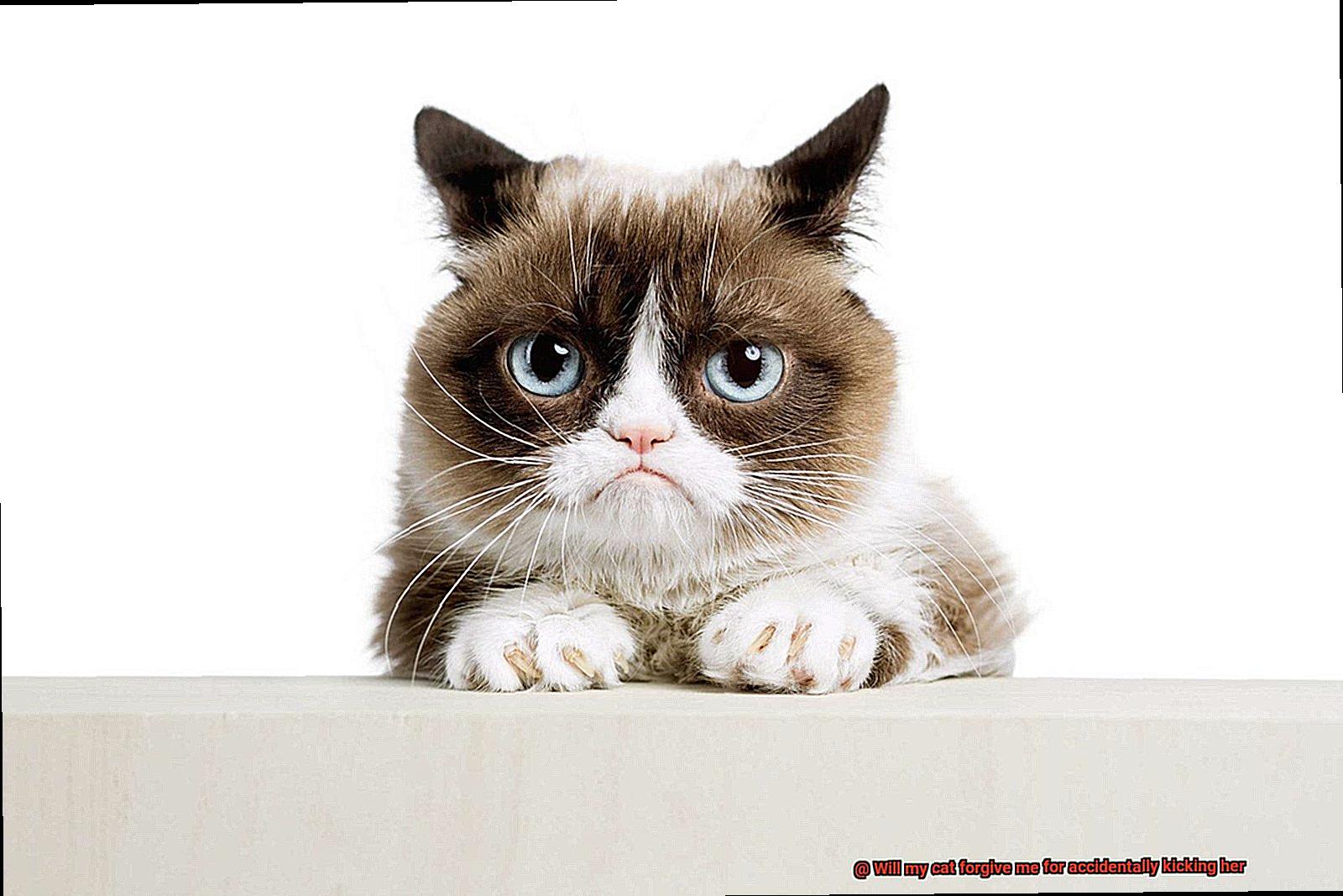 Will my cat forgive me for accidentally kicking her-2