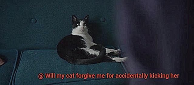 Will my cat forgive me for accidentally kicking her-3