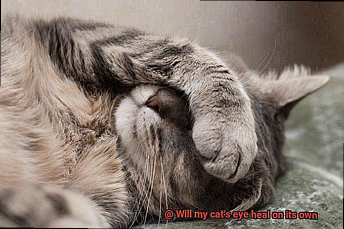 Will my cat's eye heal on its own-3