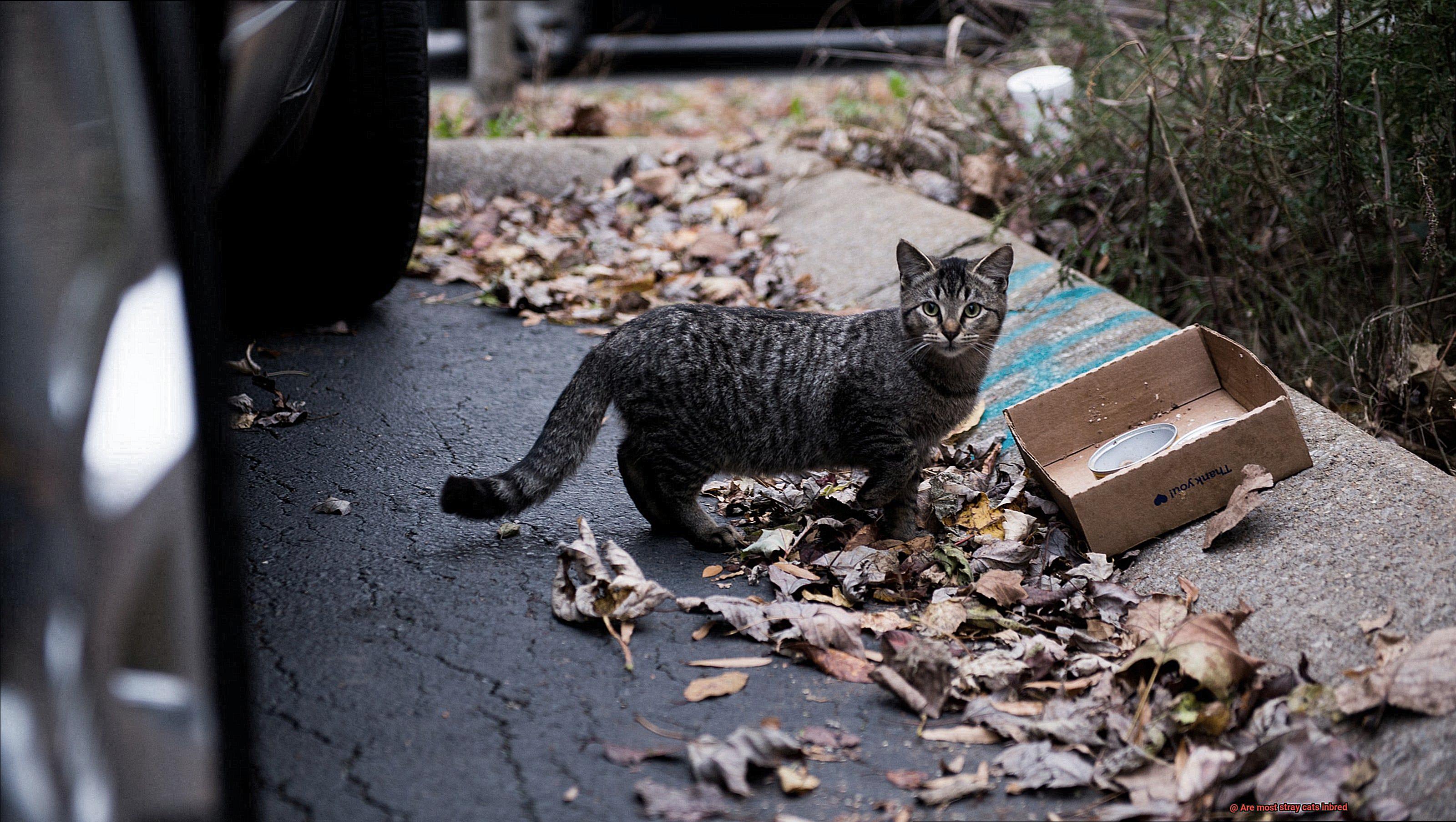 Are most stray cats inbred-3