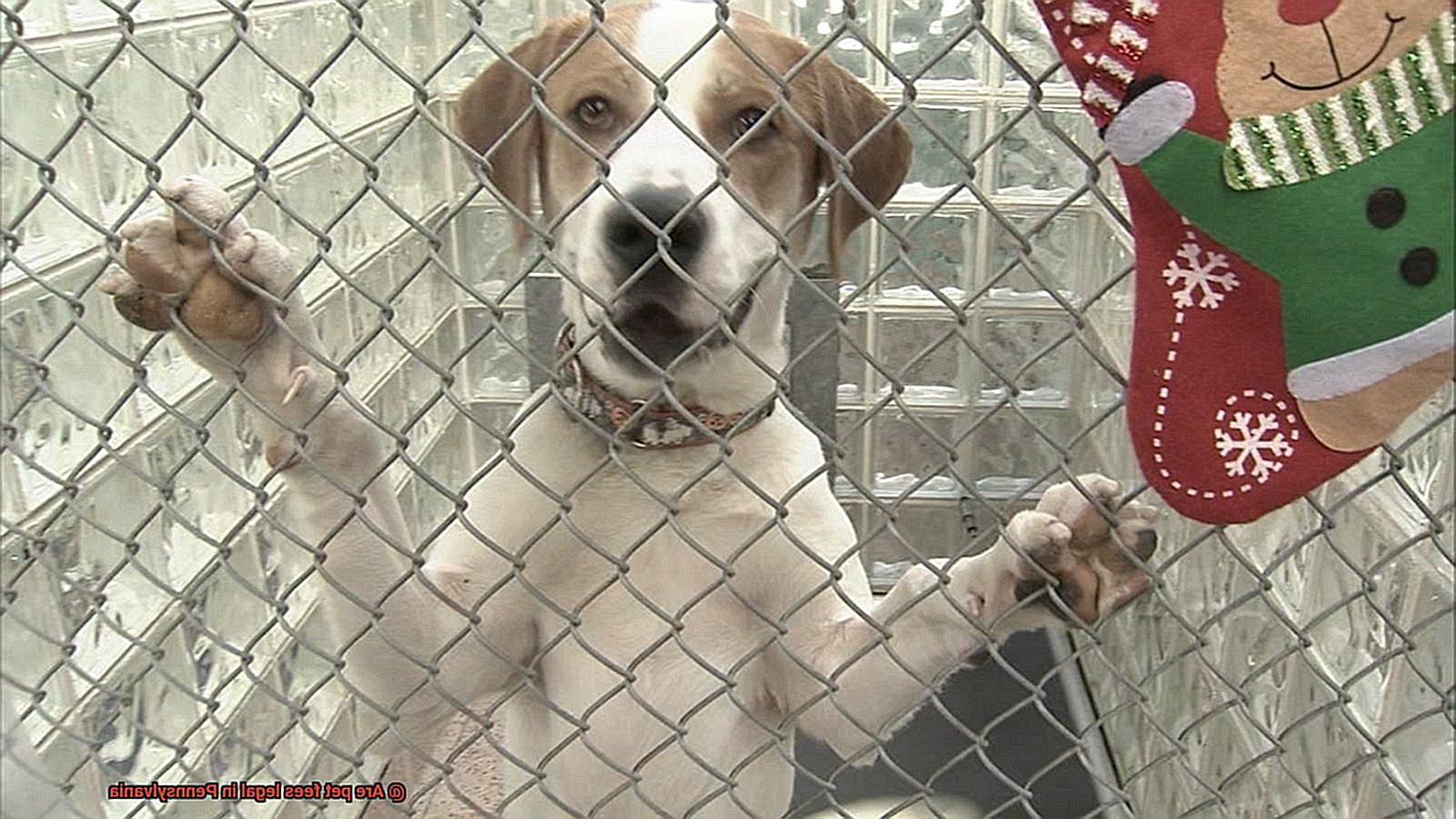 Are pet fees legal in Pennsylvania-9