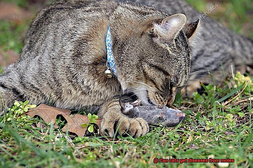 Can cats get diseases from moles-2
