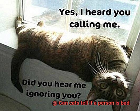Can cats tell if a person is bad 0501782487