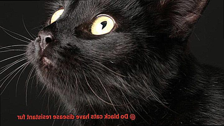 Do black cats have disease resistant fur-3