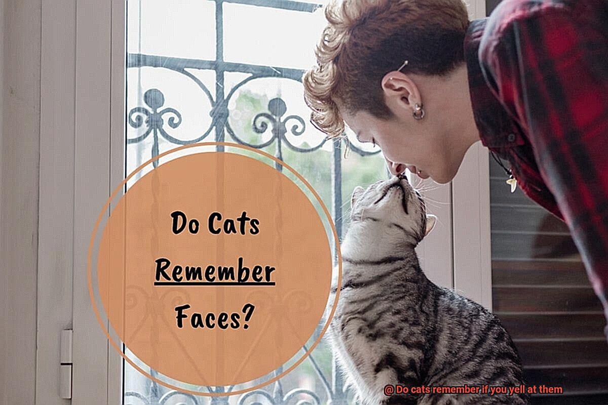 Do cats remember if you yell at them-5