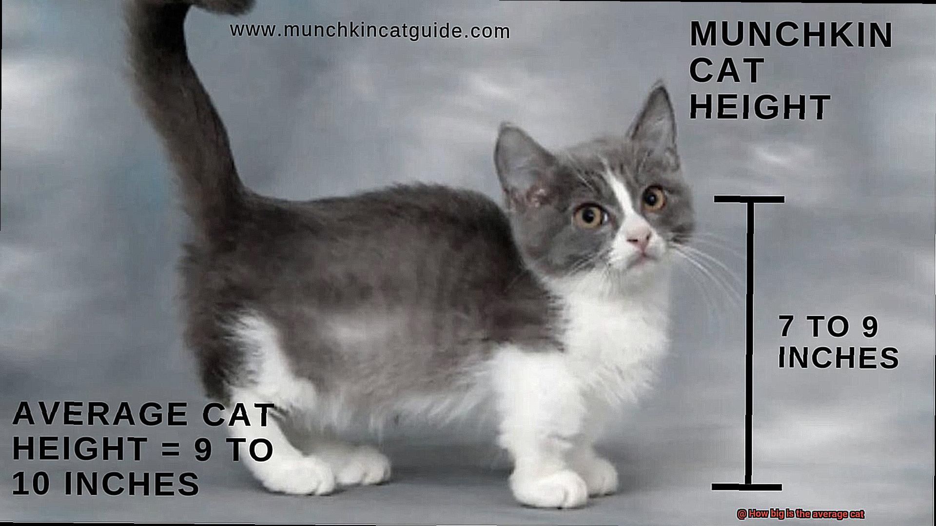 How big is the average cat-2