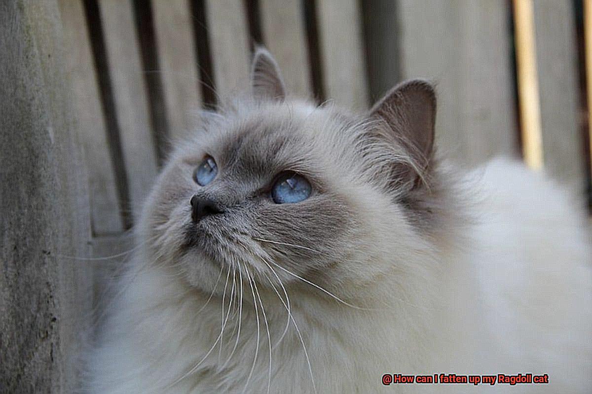 How can I fatten up my Ragdoll cat-7