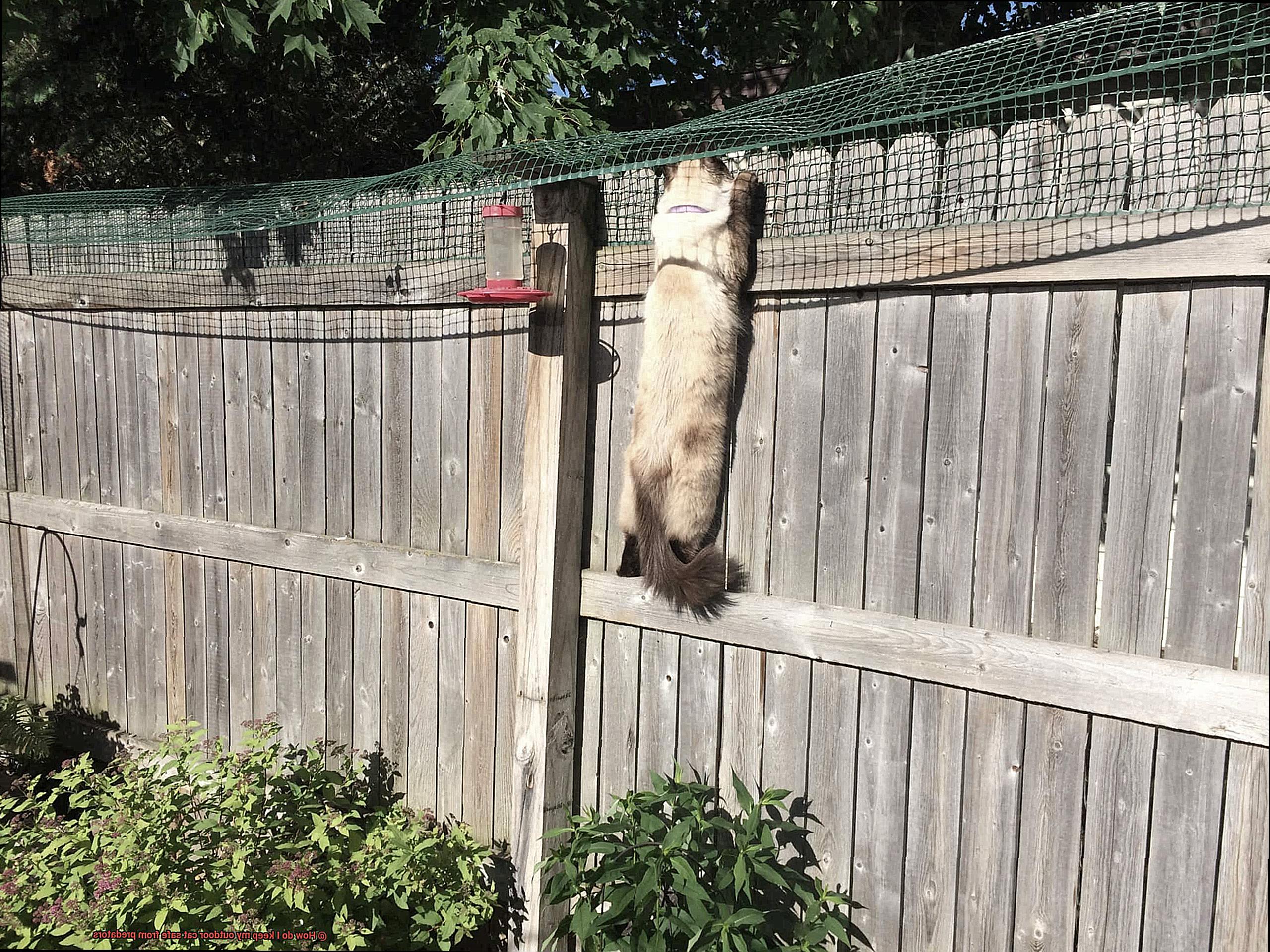 How do I keep my outdoor cat safe from predators-3