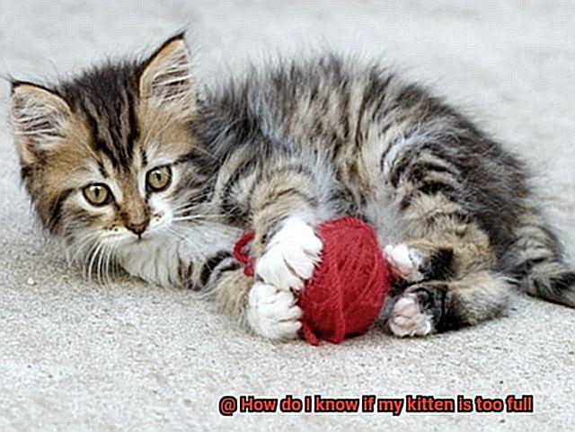 How do I know if my kitten is too full-3