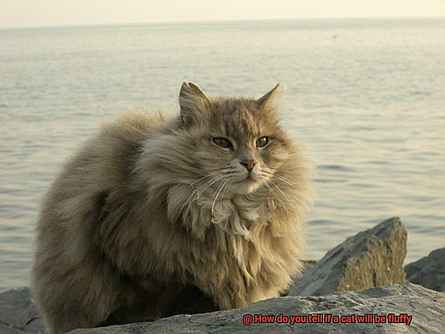 How do you tell if a cat will be fluffy-2