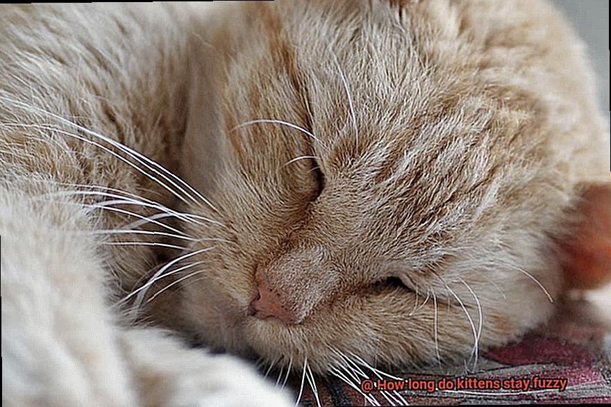 How long do kittens stay fuzzy-3