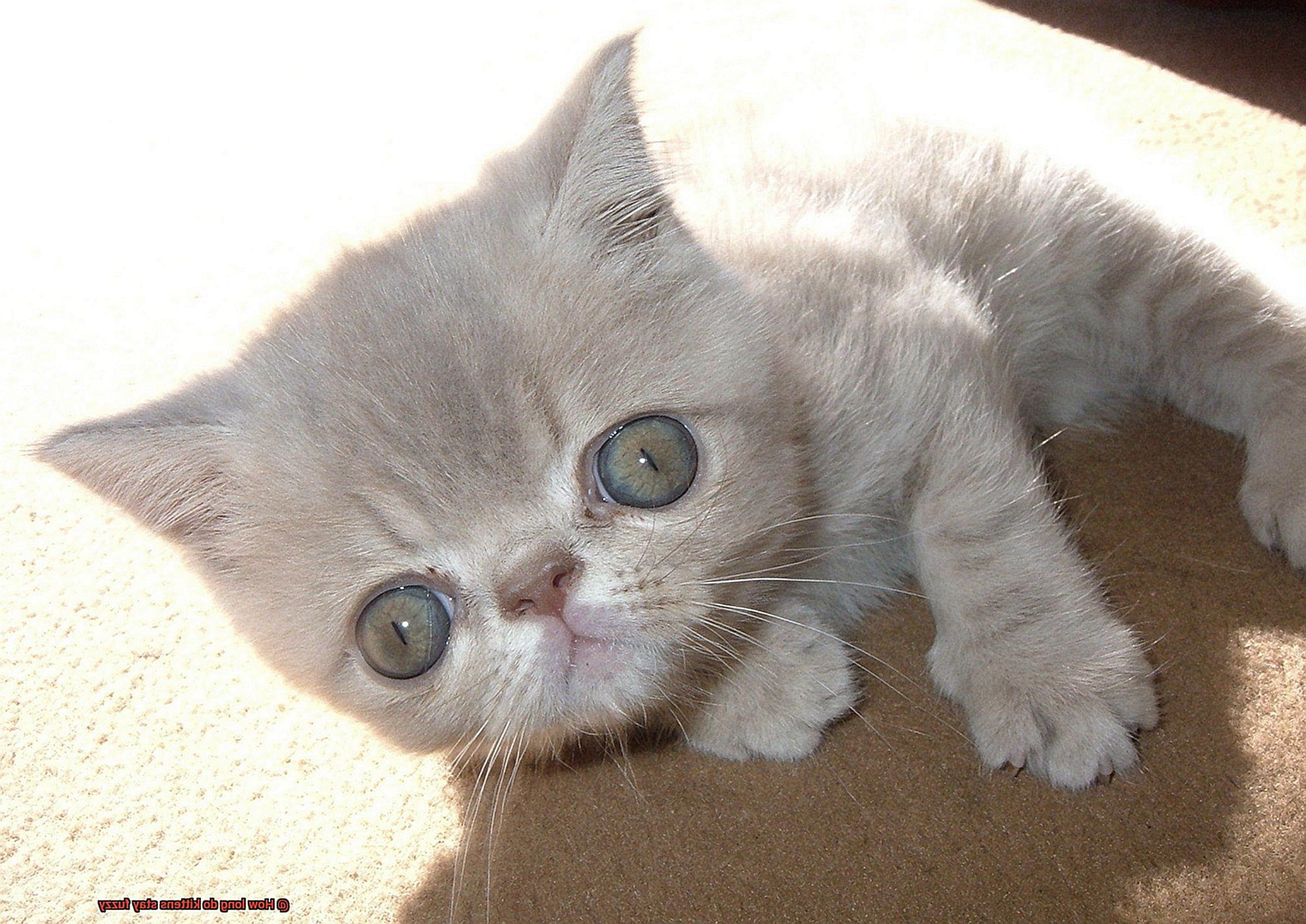 How long do kittens stay fuzzy-2