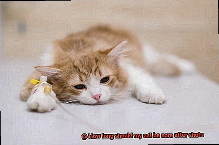 How long should my cat be sore after shots-2