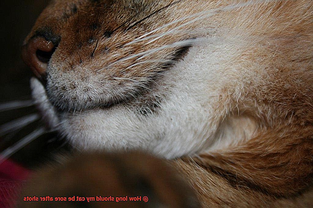 How long should my cat be sore after shots-9