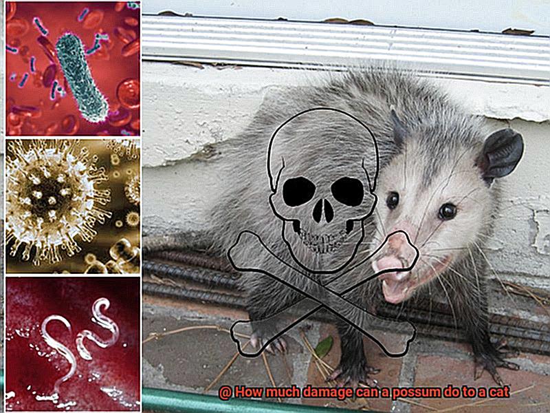 How much damage can a possum do to a cat?