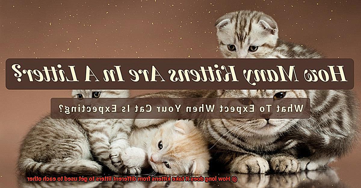 How Much Does It Cost To Fly A Cat In The Cabin Of A Plane 21Cats