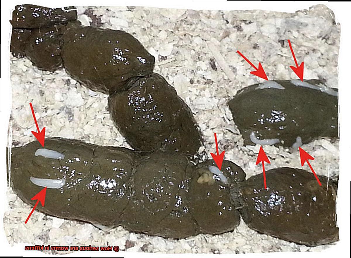 View of How serious are worms in kittens? - 21Cats.org