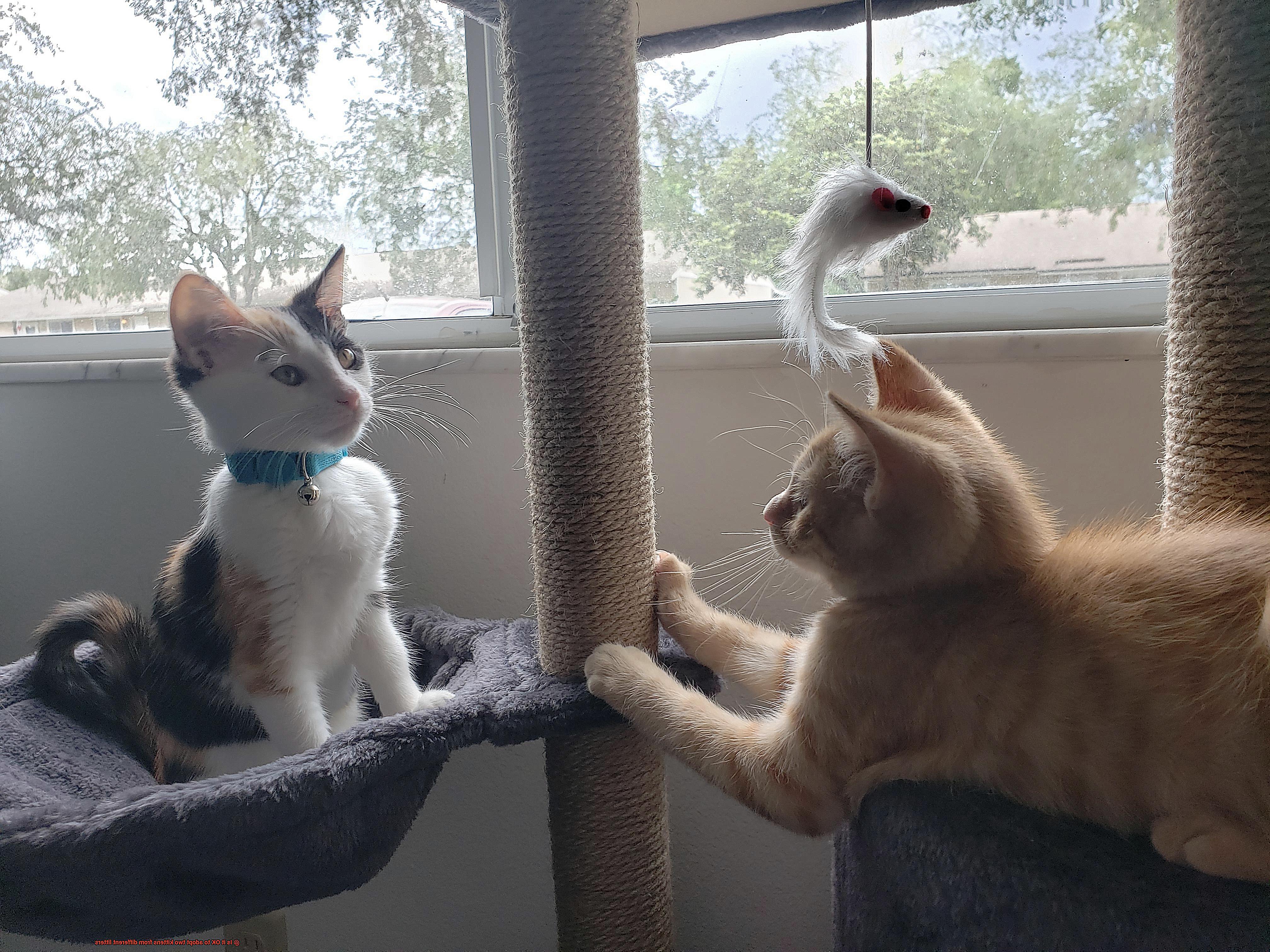 Is it OK to adopt two kittens from different litters-6