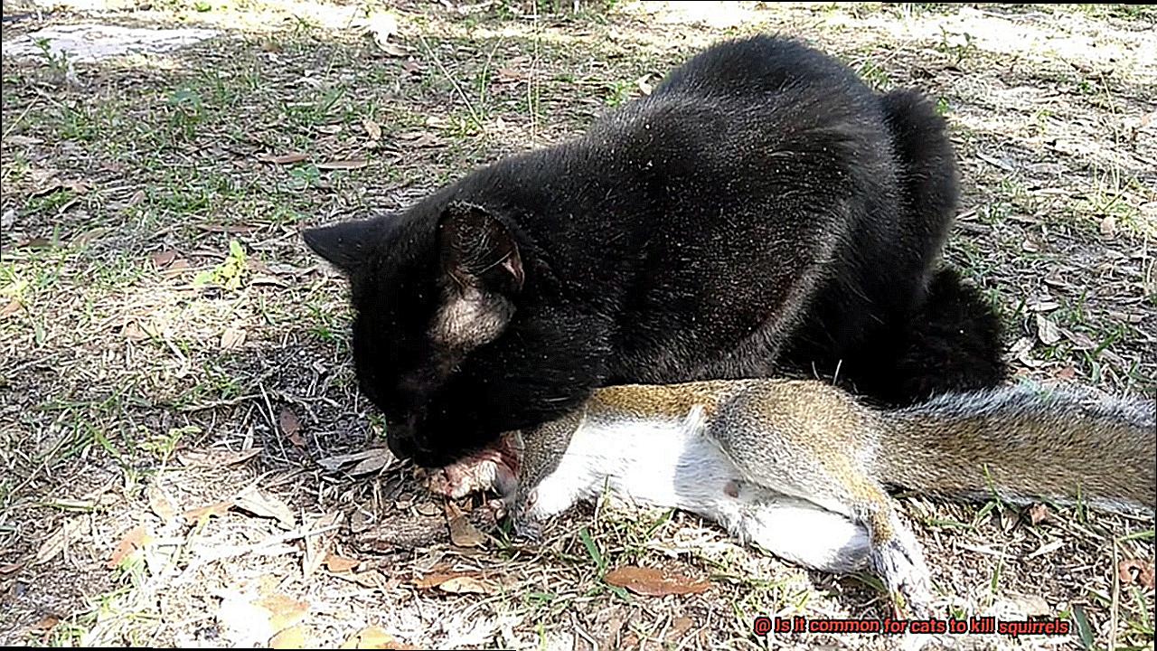 Is it common for cats to kill squirrels?