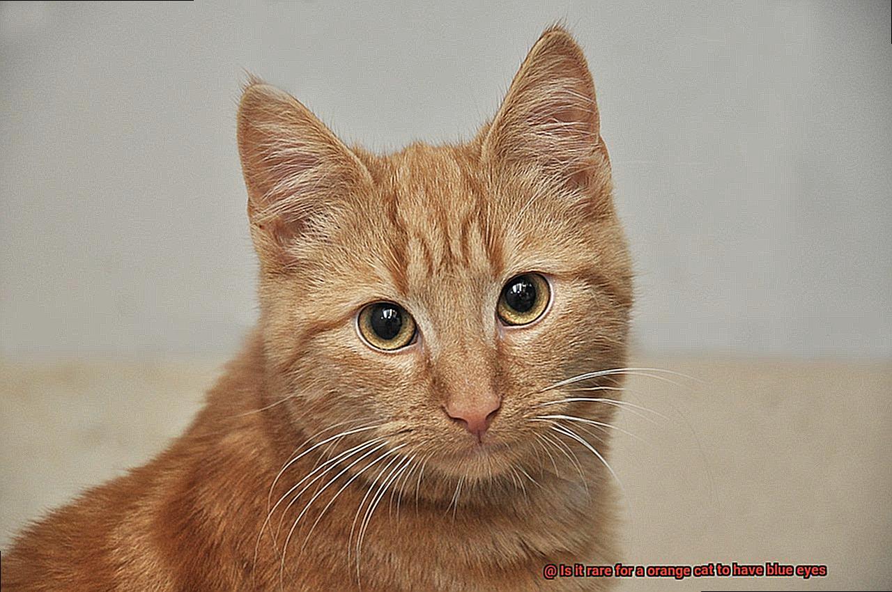 Is it rare for a orange cat to have blue eyes-4