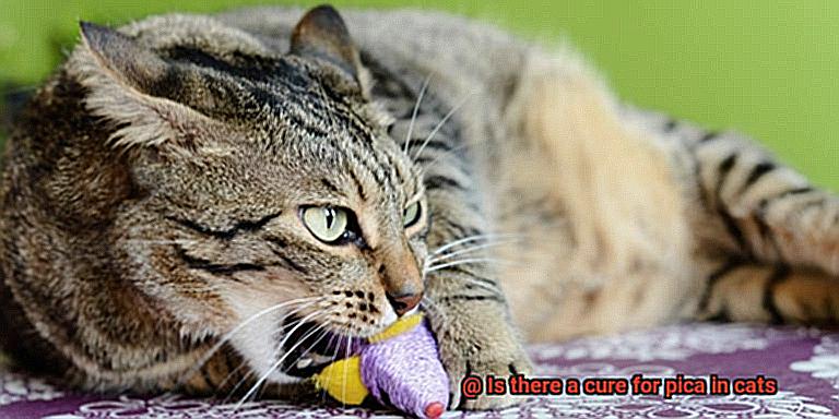 Is there a cure for pica in cats-2
