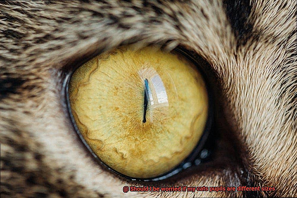 Should I be worried if my cats pupils are different sizes-2