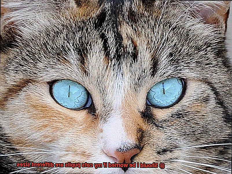 Should I be worried if my cats pupils are different sizes-3