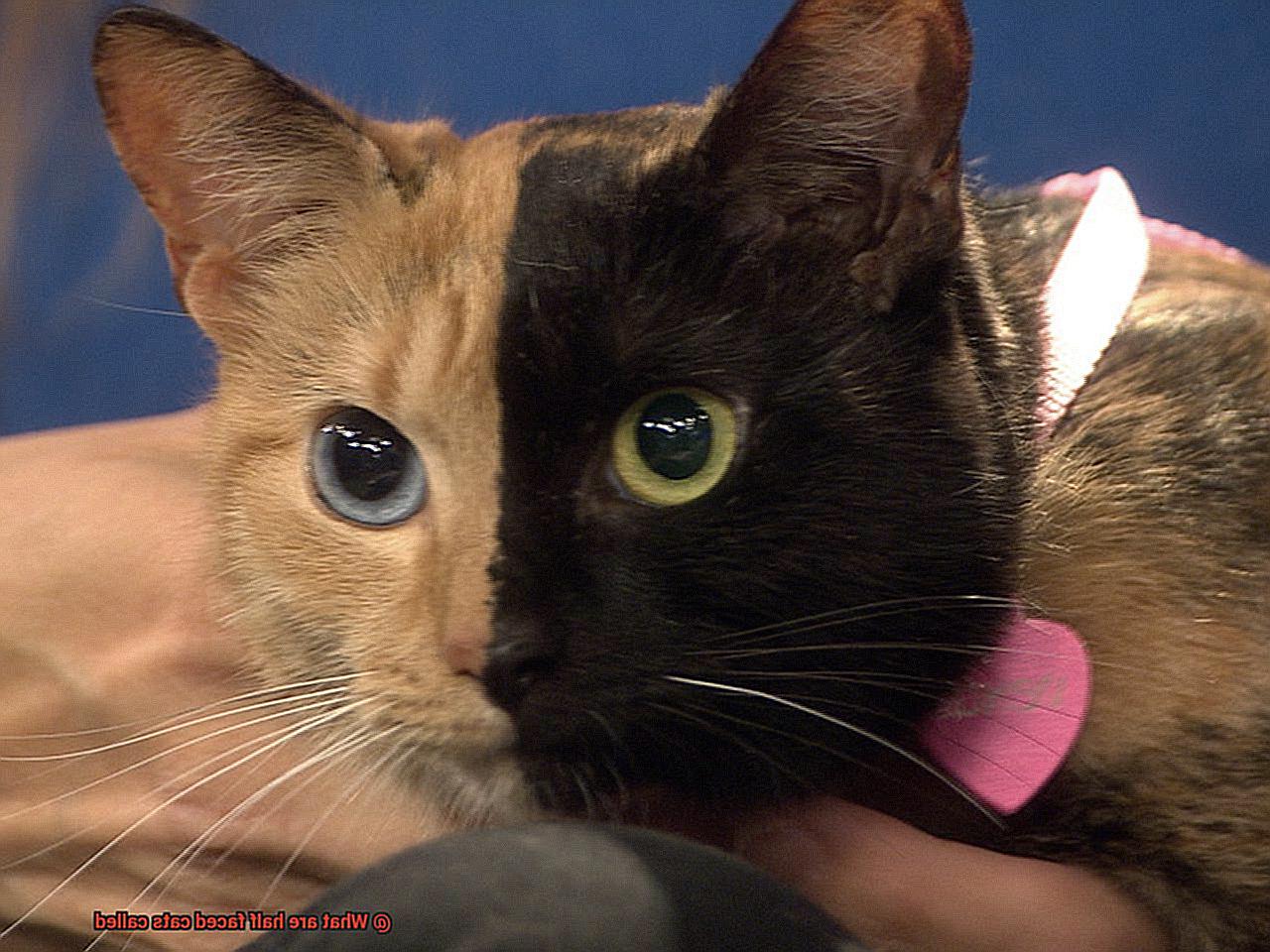 What are half faced cats called?