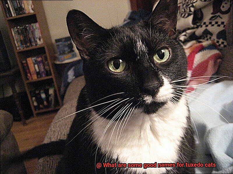 What are some good names for tuxedo cats-6