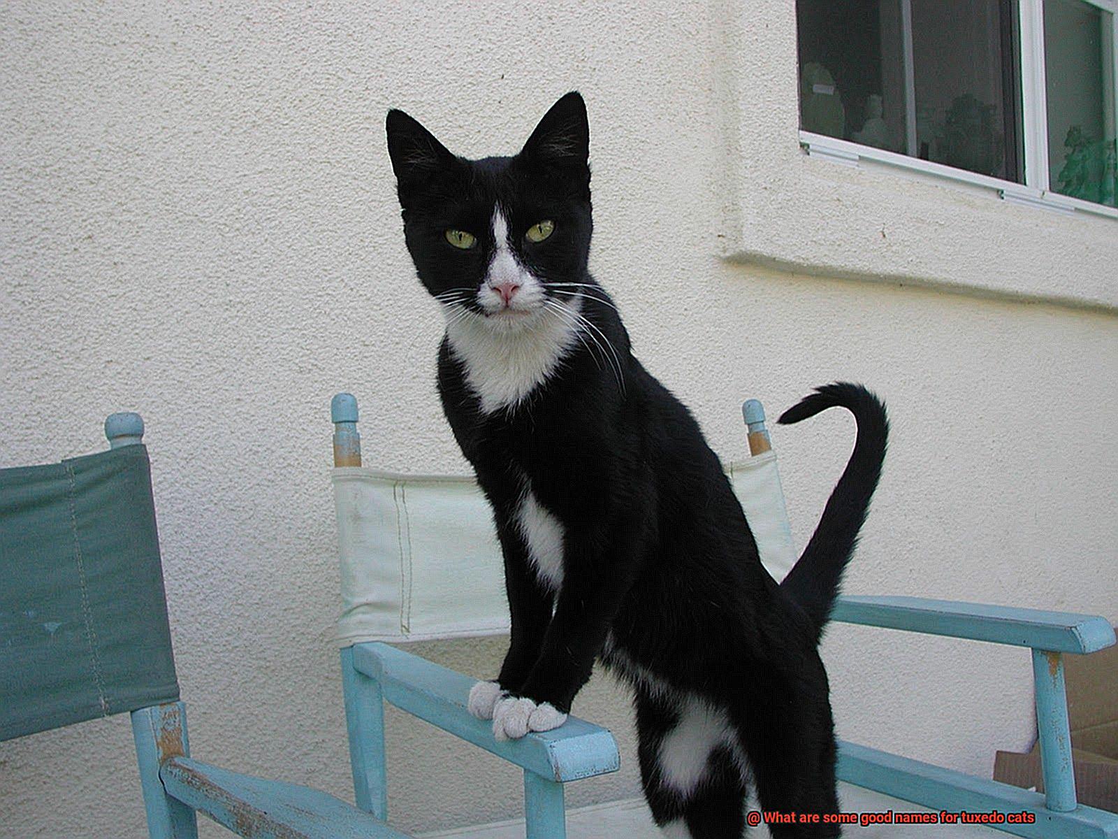 What are some good names for tuxedo cats-3