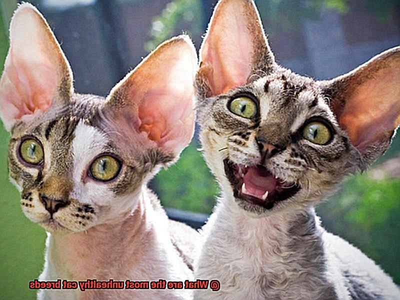 What are the most unhealthy cat breeds-5