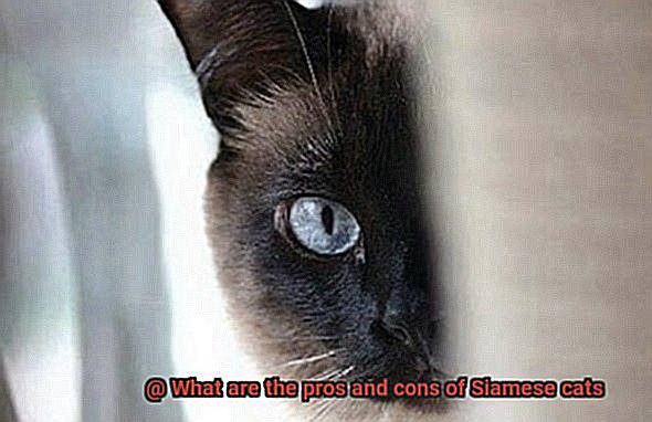 What are the pros and cons of Siamese cats 9704000079