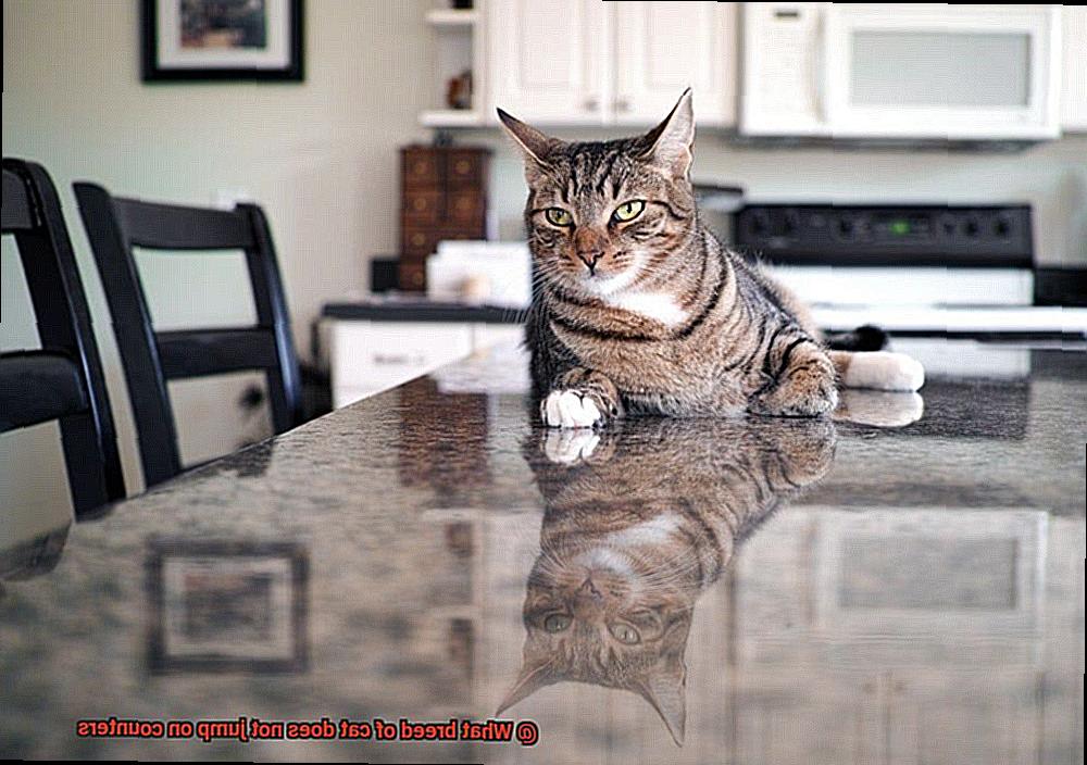What breed of cat does not jump on counters-3