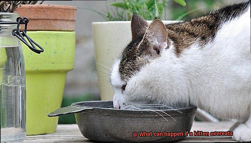 What can happen if a kitten overeats-2