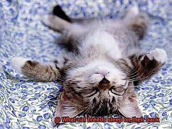 What cat breeds sleep on their back-5