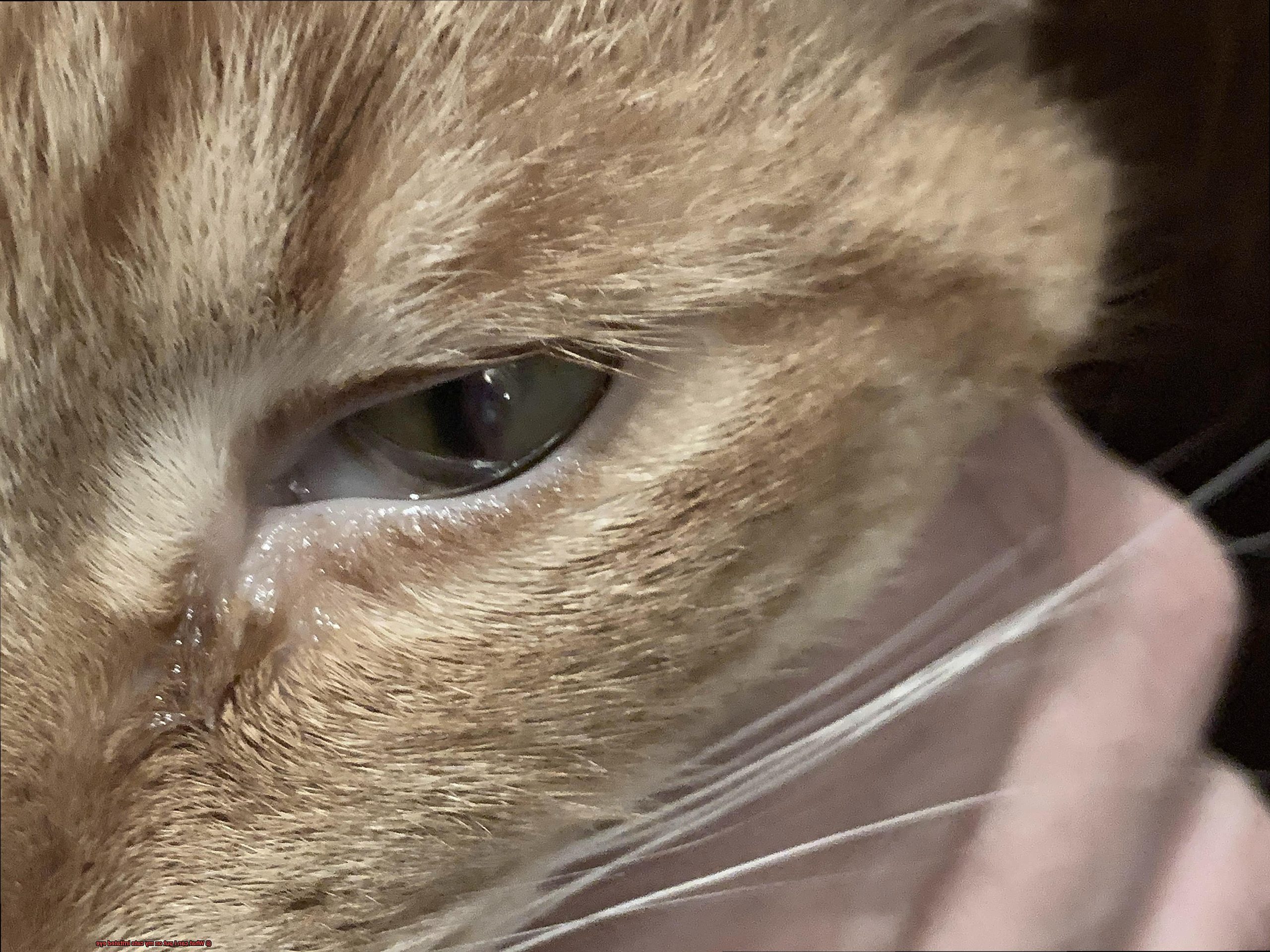 What Cat Has The Highest IQ In The World 21Cats What Cat Has The Highest IQ In The World 21Cats